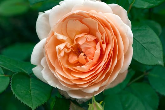 Englische Rose, Ambridge Rose