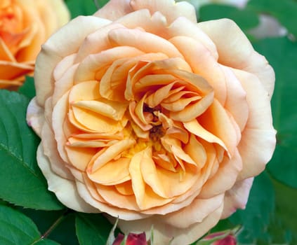 Englische Rose, Charles Austin