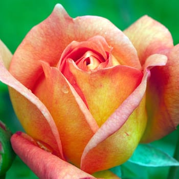 Englische Rose, Princess Anne