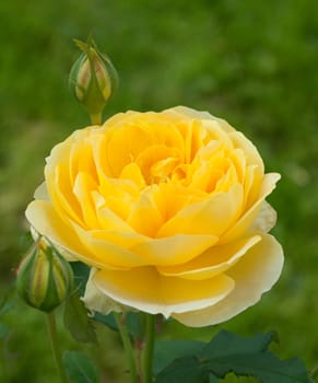 Englische Rose, Molineux