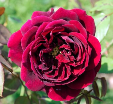 Englische Rose, The Squire