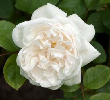 Englische Rose, Winchester Cathedral