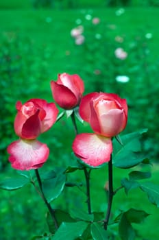 Edelrose, Jazz Festival