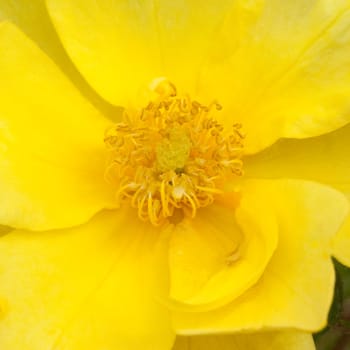Kletterrose, Golden Age