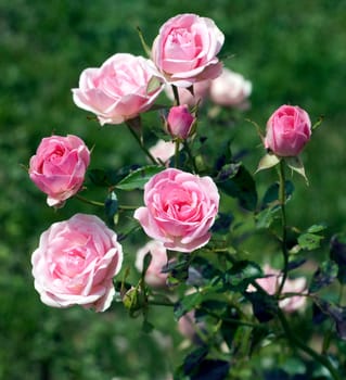 Beetrose,Europe's Rose Garden