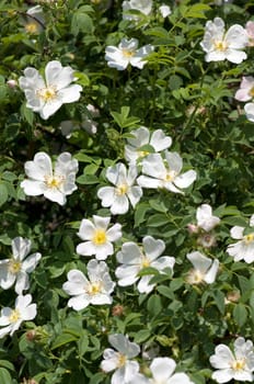 Dog rose  Pink canina