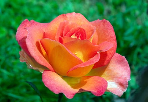 Edelrose, Fairest Cape Kordes, Teehybrid rose