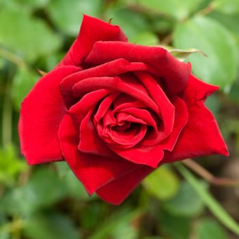 Edelrose, Herz As Tantau