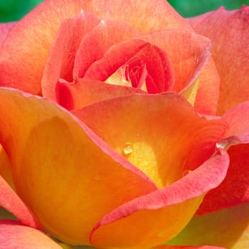 Edelrose, Fairest Cape Kordes, Teehybrid rose