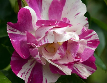 Kletterrose, zweifarbig