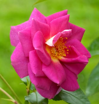 Kletterrose, Chewscentide