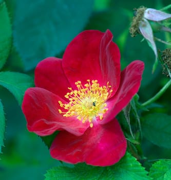 Essigrose, French Rose