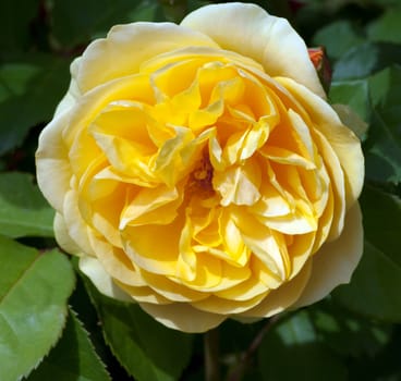 Englische Rose, Graham Thomas