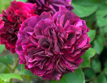 Englische Rose, prospero