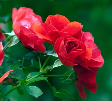 Kletterrose, Poulson Roser