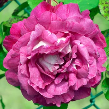 Kletterrose, Ivryenne Leveque