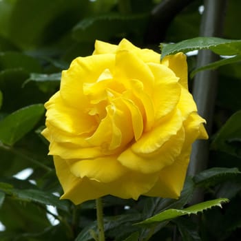 Kletterrose, gelbe