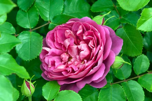 Englische Rose, Lady of Shalott