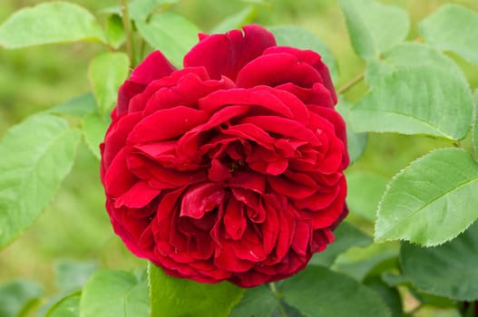 Englische Rose, L. D. Braithwaite David Austin