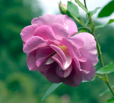 Kletterrose, Chewscentide