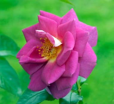 Kletterrose, Chewscentide