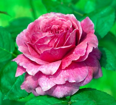 Englische Rose, Munstead Wood