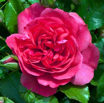 Kletterrose, Rosarium Uetersen