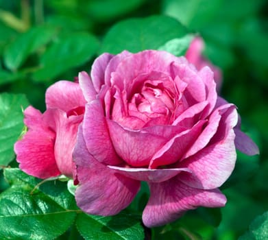 Englische Rose, Munstead Wood