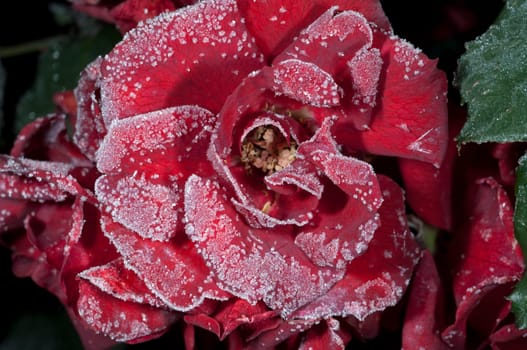 rote rose, raureif, Roter Korsar