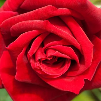 Edelrose, Herz As Tantau