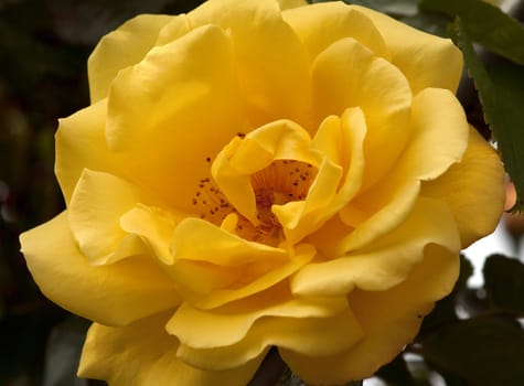 Kletterrose  Golden Gate