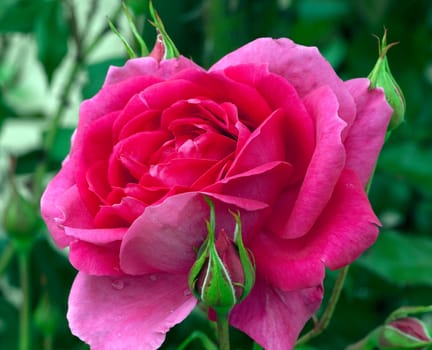 Kletterrose, Parade