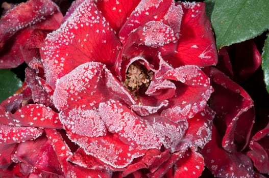 Strauchrose, raureif, Roter Korsar