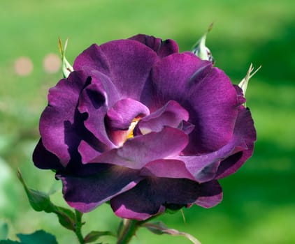 Strauchrose, Princesse Sibilla de Luxembourg