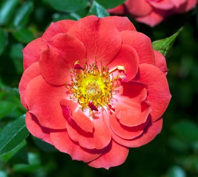 Kletterrose, Chewhighway