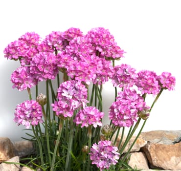 Sandnelke, Dianthus, arenarius