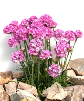 Sandnelke, Dianthus, arenarius