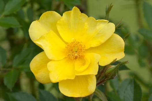 Kletterrose, Golden Age