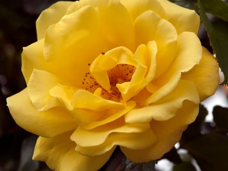 Kletterrose  Golden Gate