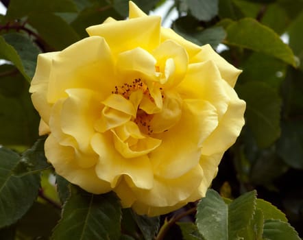 Kletterrose, Golden Gate