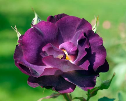 Strauchrose, Princesse Sibilla de Luxembourg