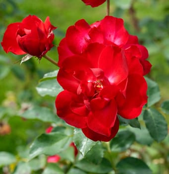 Strauchrose, Saupurni, Sauvageot