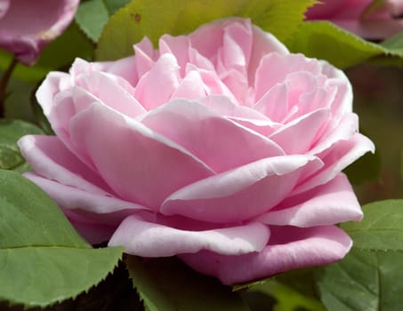 Strauchrose, Baronne A. de Rothschild