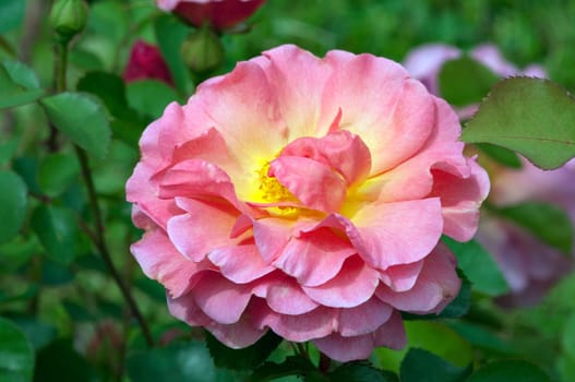 Englische Rose, Lilian Austin