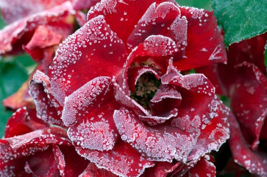 rote rose, raureif, Roter Korsar