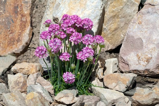 Sandnelke, Dianthus, arenarius