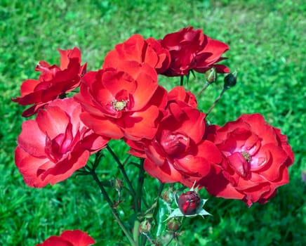 Strauchrose, Paprika, Tantau
