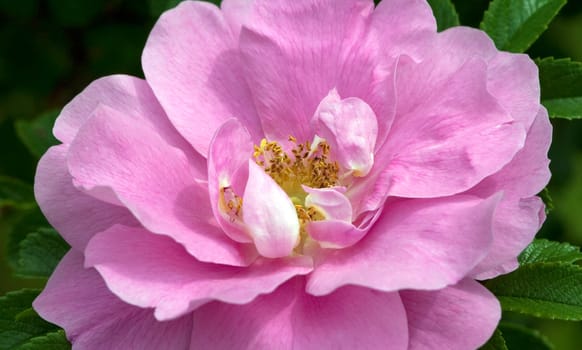 Strauchrose, Hokkaido
