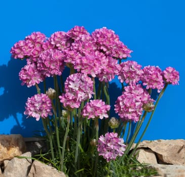 Sandnelke, Dianthus, arenarius
