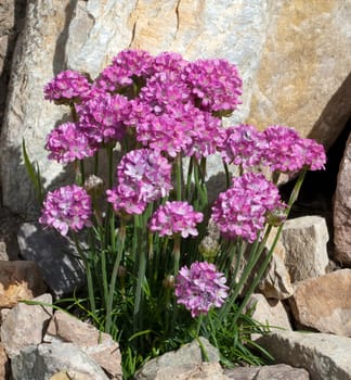 Sandnelke, Dianthus, arenarius